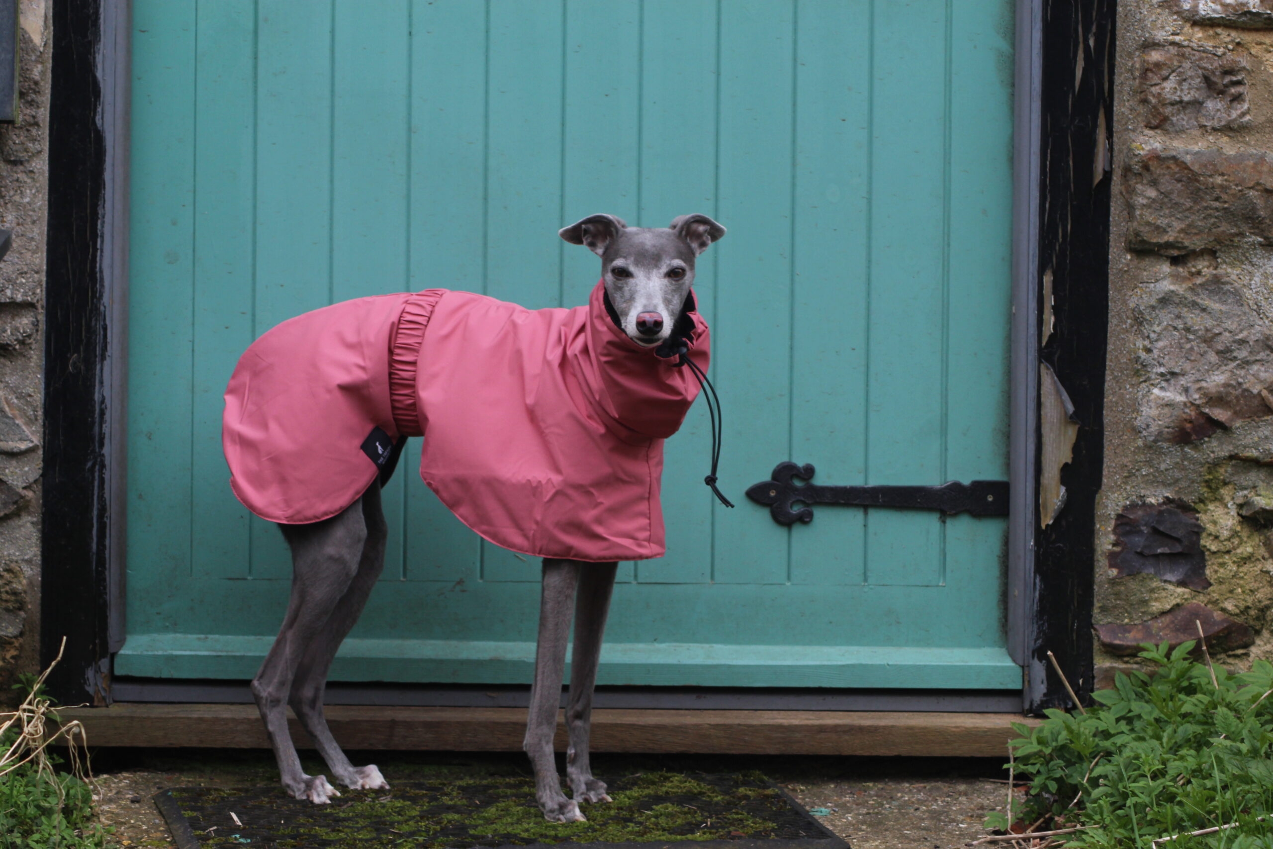 Pink Rain Mac For Whippets amp Greyhounds The Trendy Whippet