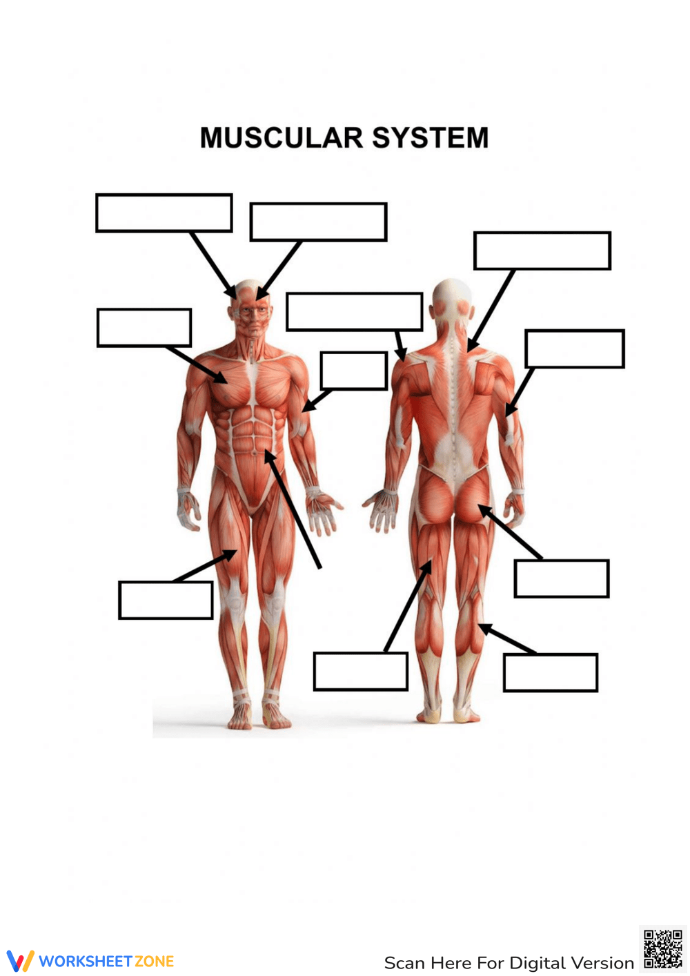 Printable Grade 8 Muscular System Worksheets