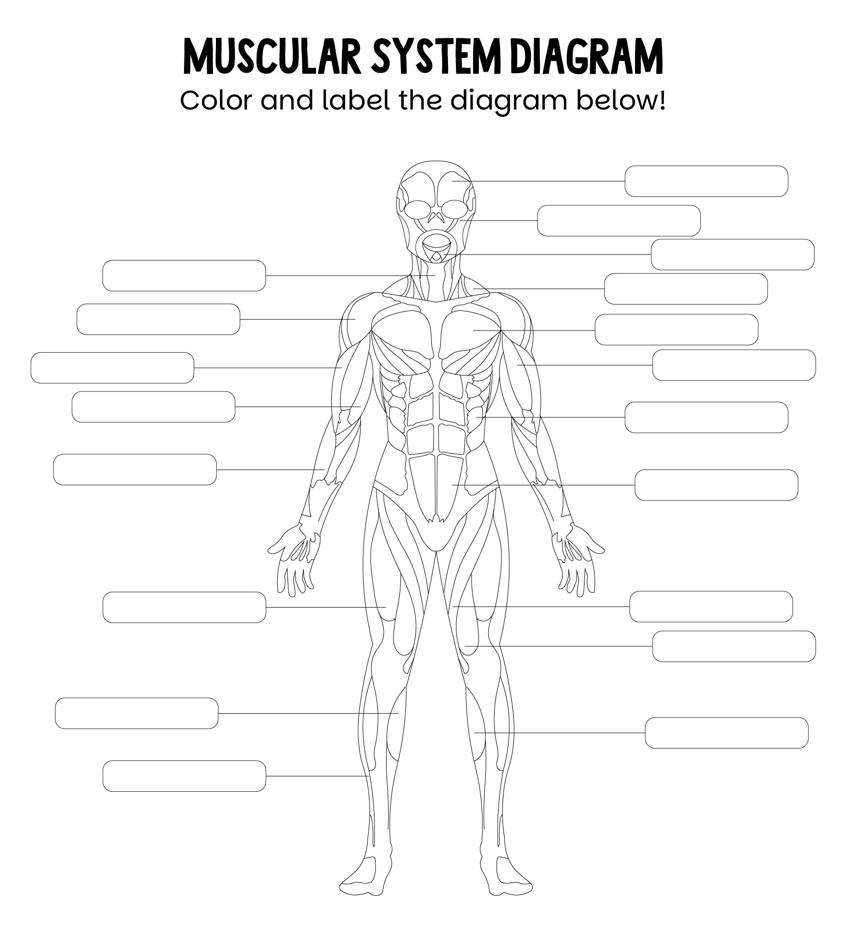 Printable Grade 8 Muscular System Worksheets