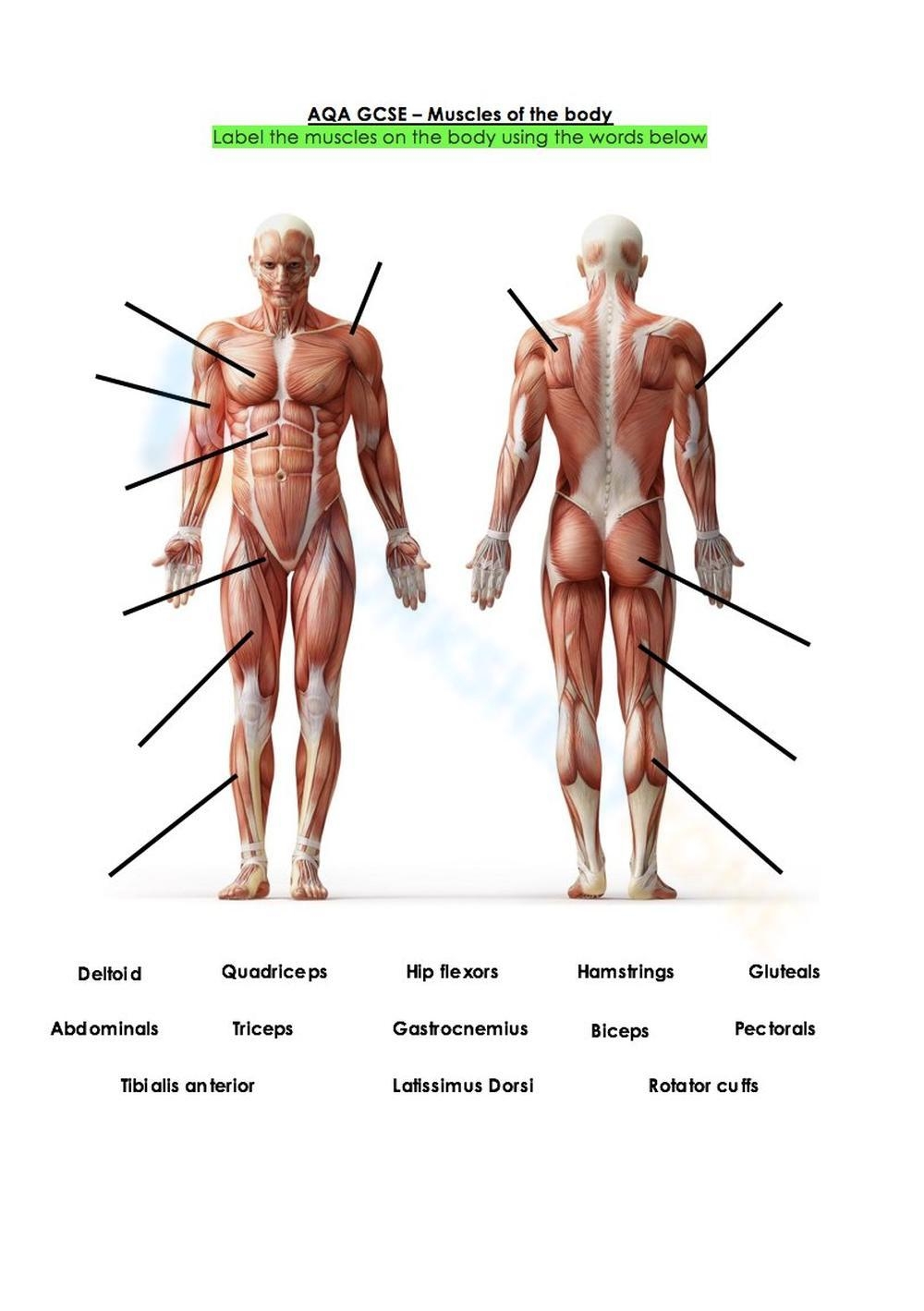 Printable Grade 9 Muscular System Worksheets