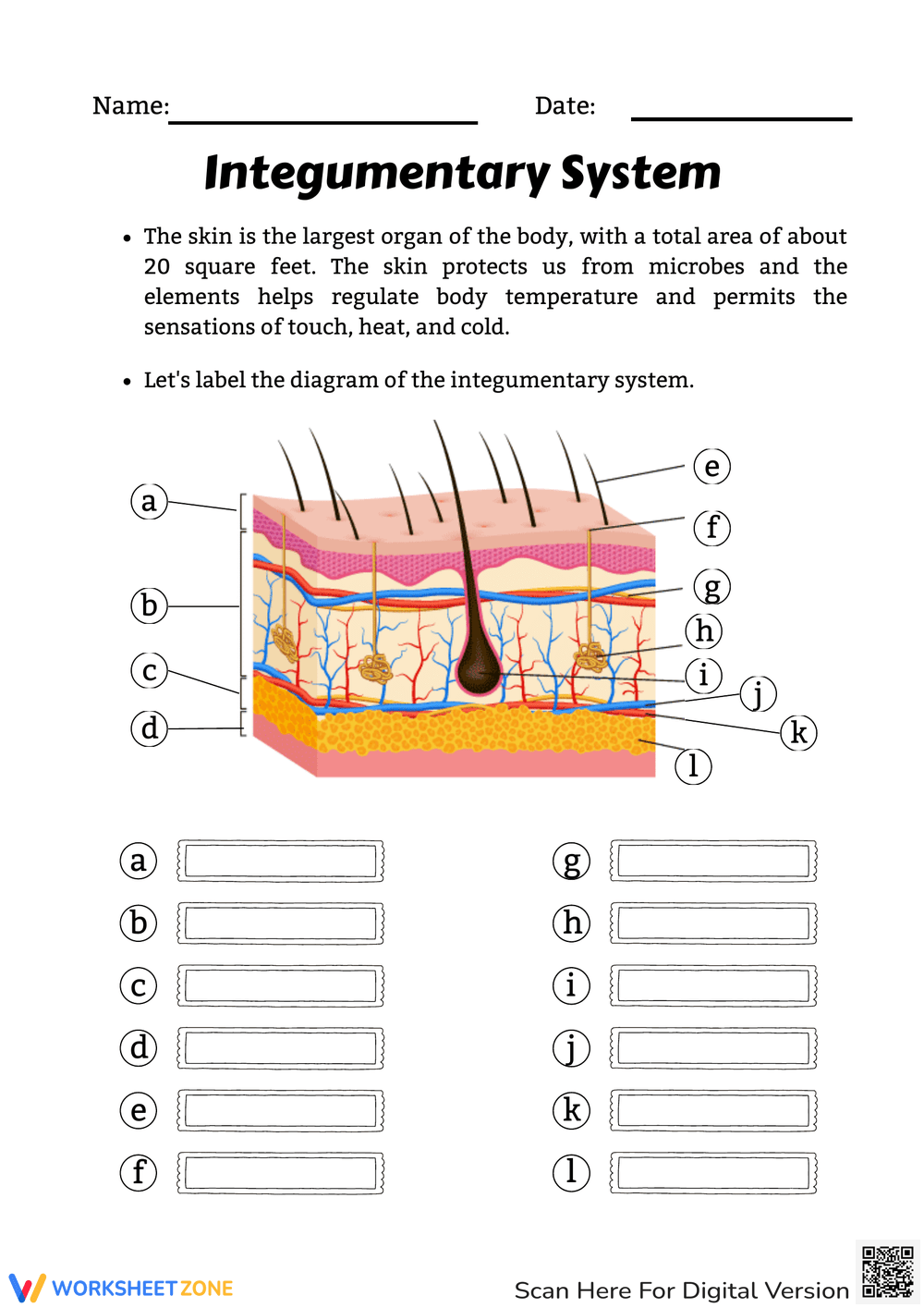 Printable Integumentary System Review Worksheets Download