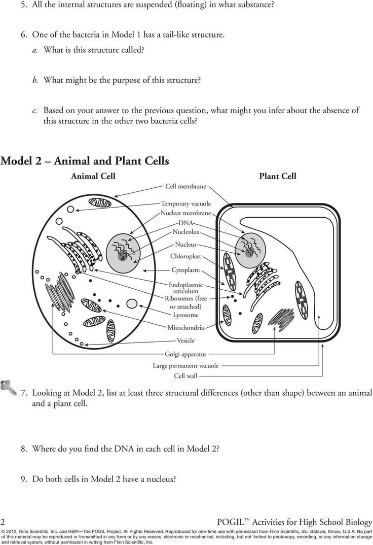 Prokaryotes And Eukaryotes Worksheet