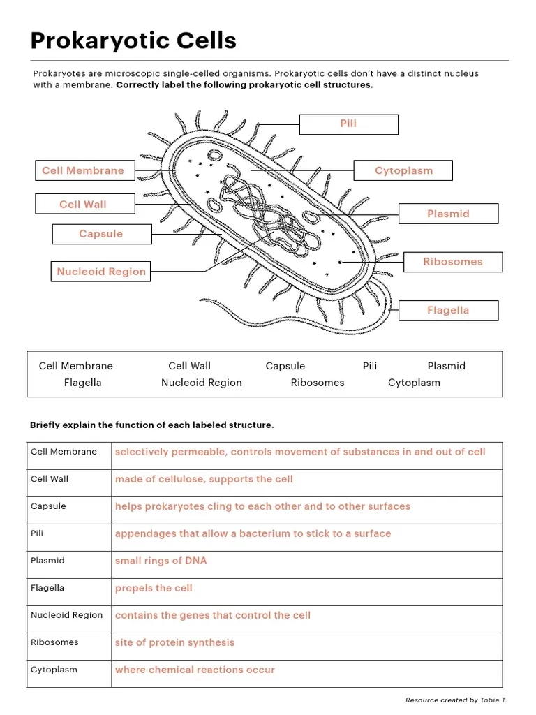 Prokaryotic Blank Diagram Printable