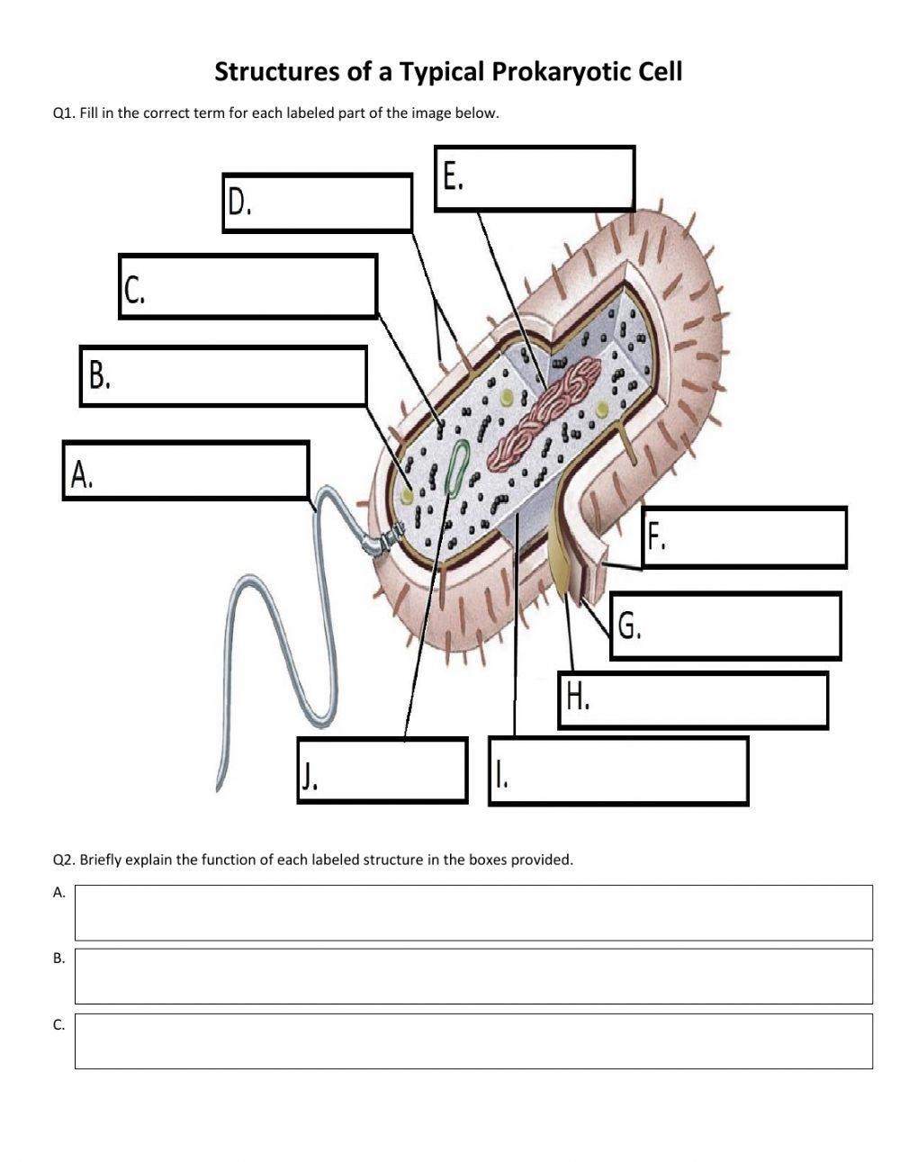 Prokaryotic Cel Free Interactive Worksheets 444985
