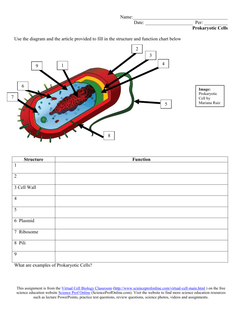 Prokaryotic Cell Structure amp Function Worksheet