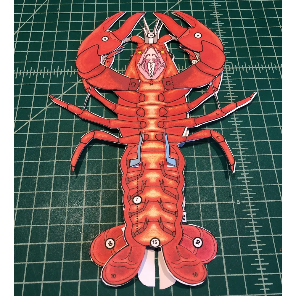 Scienstructable 3D Dissection Model Crayfish Paper Dissection 