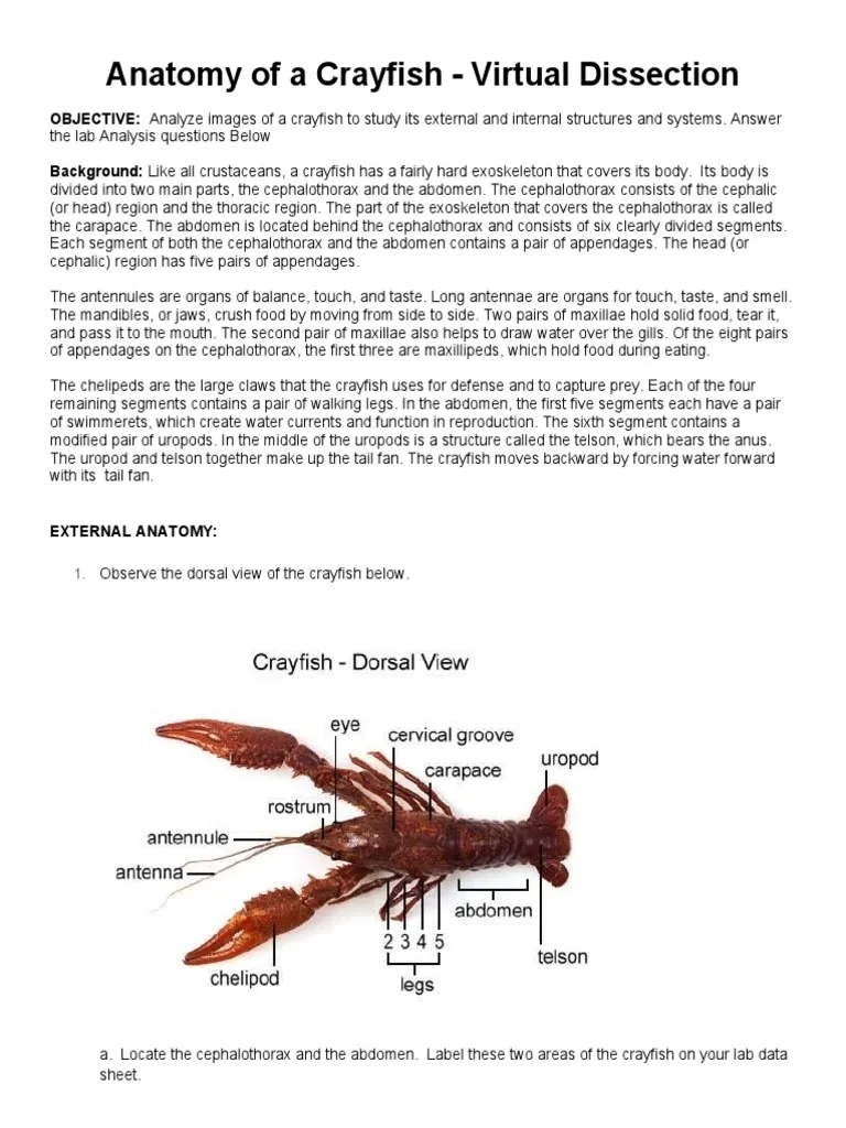 Crayfish Internal Anatomy Printable Blanks