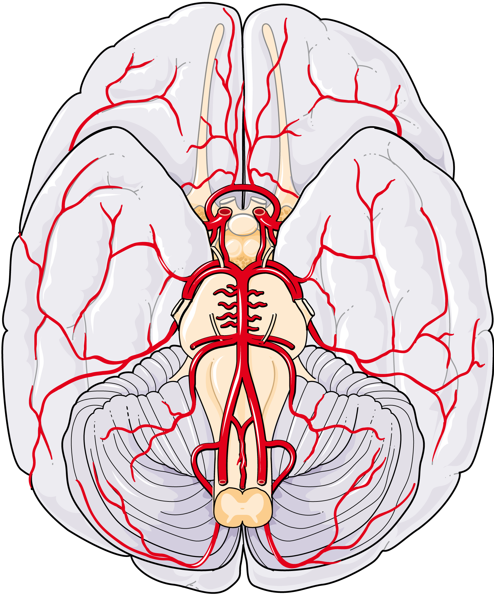 Servier Drawing Arteries Brain Inferior View No Labels 