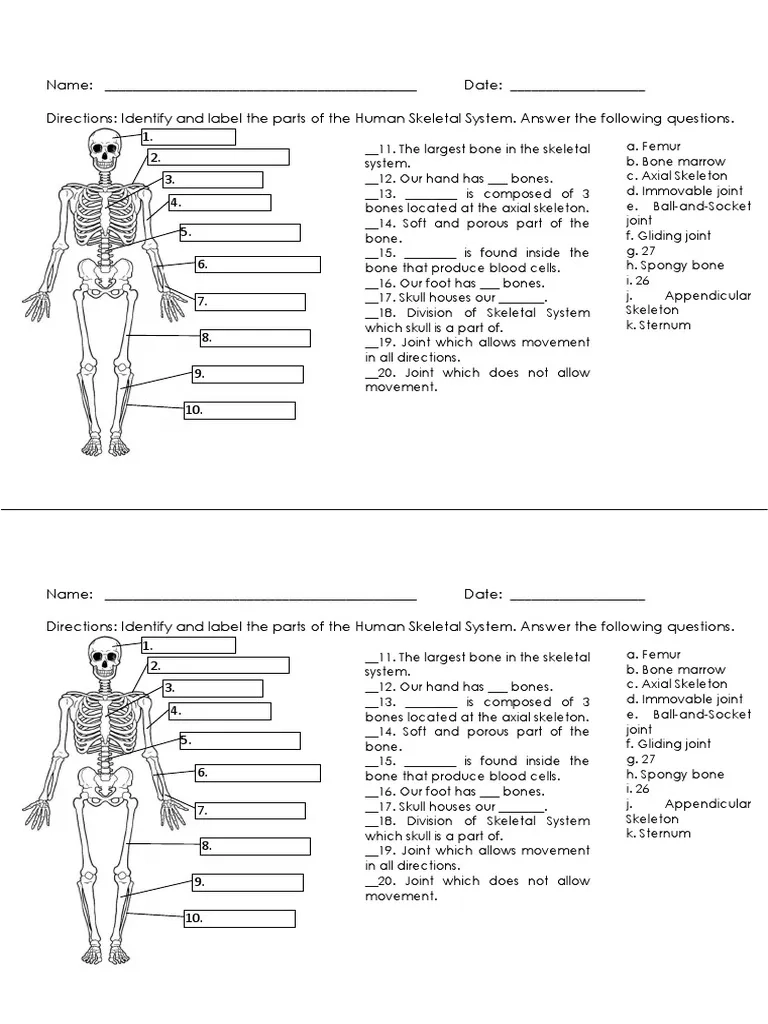 Printable Blank Skeleton Quiz
