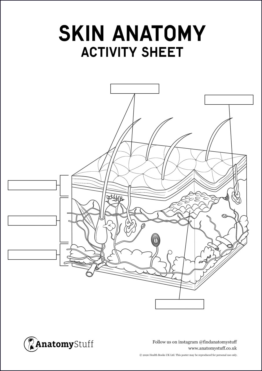 Integumentary Model Blank Printable