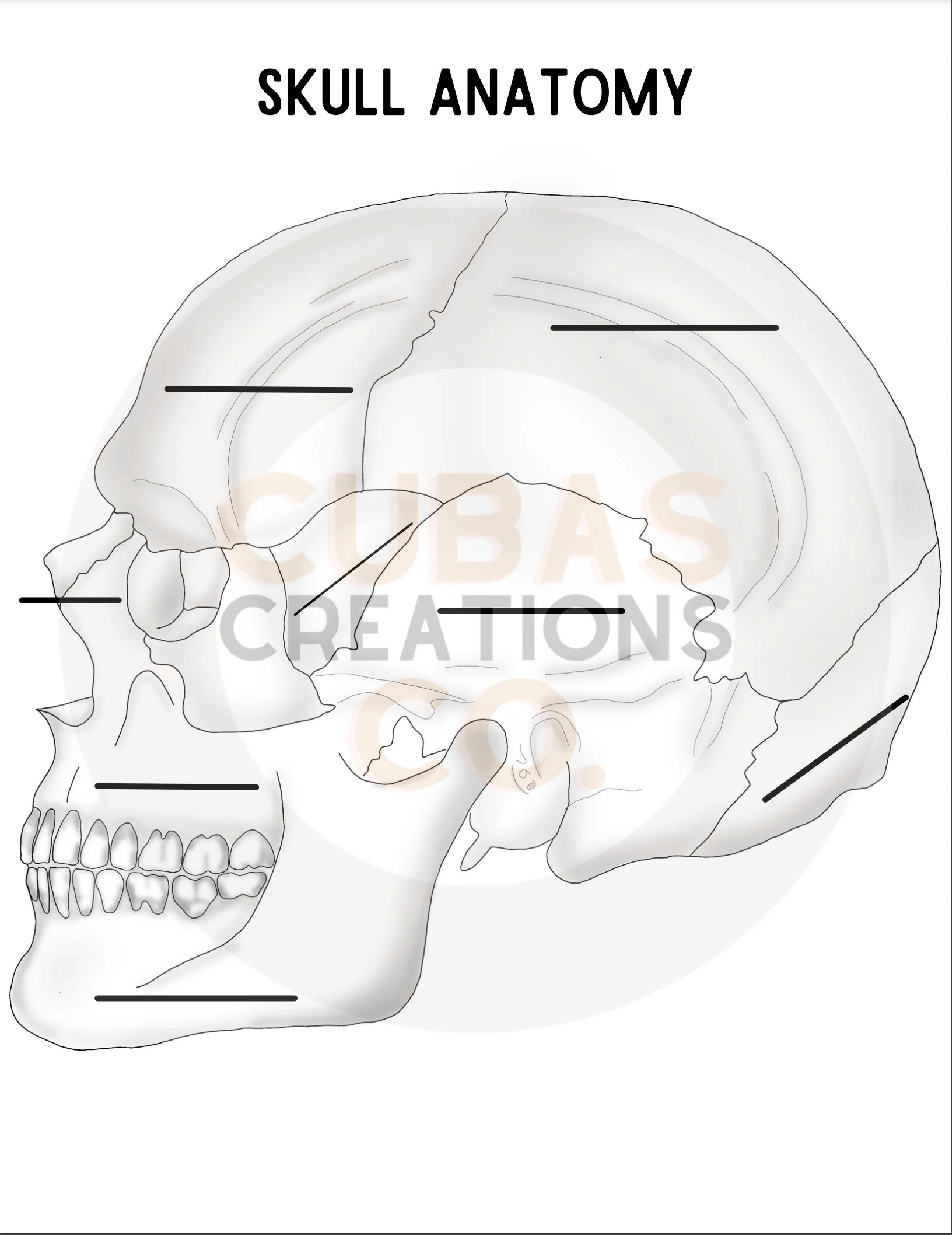 Skull Anatomy Worksheet Etsy