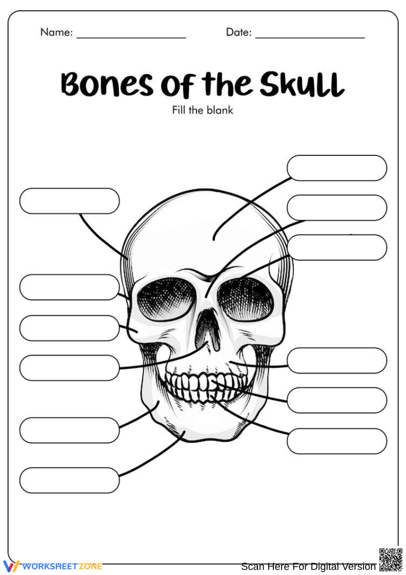 Skull Anatomy Worksheets amp Printable