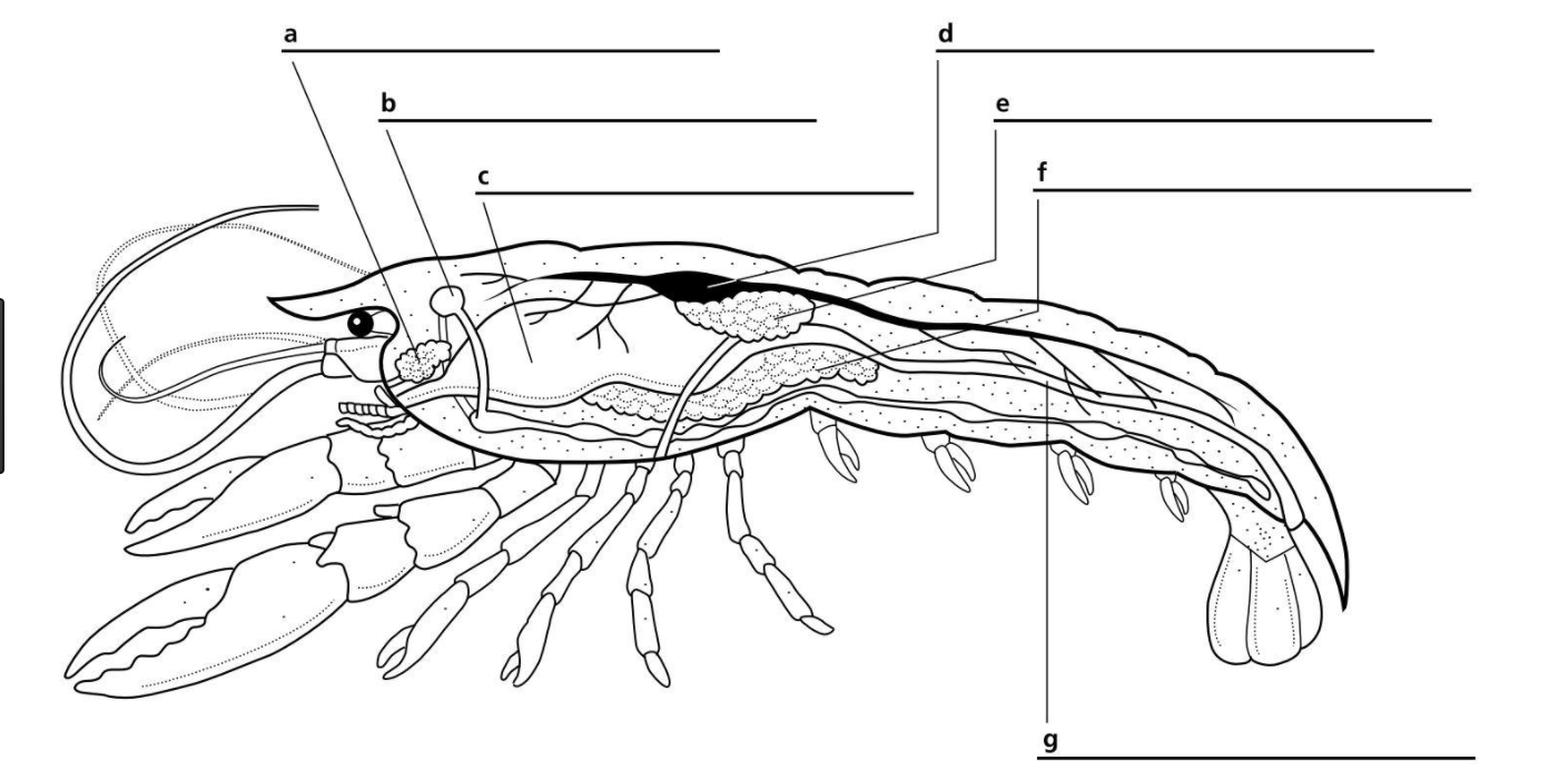 Solved Crayfish Dissection In This Lab You Must Identify Chegg