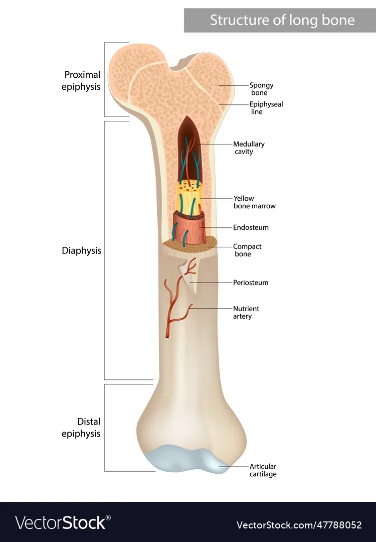 Printable Blank Long Bone