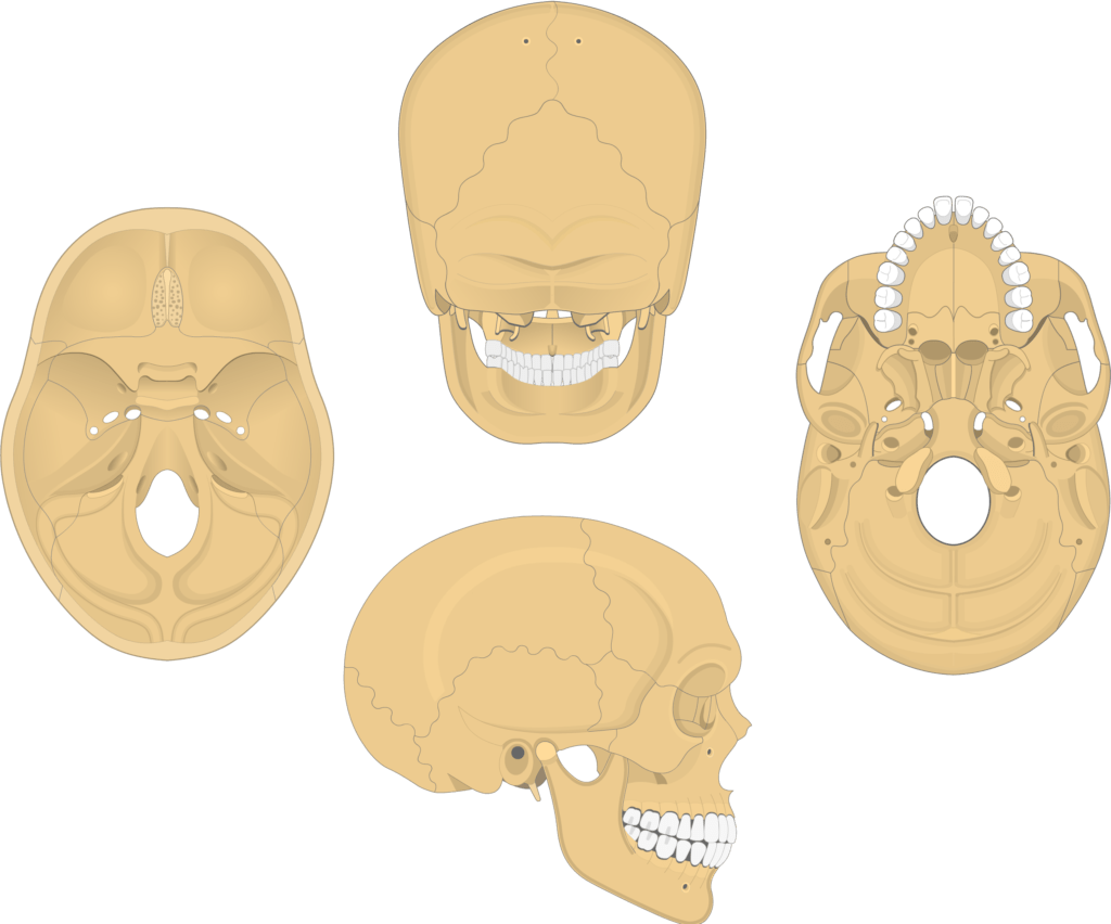 Unlabelled Printable Blank Skull Diagram