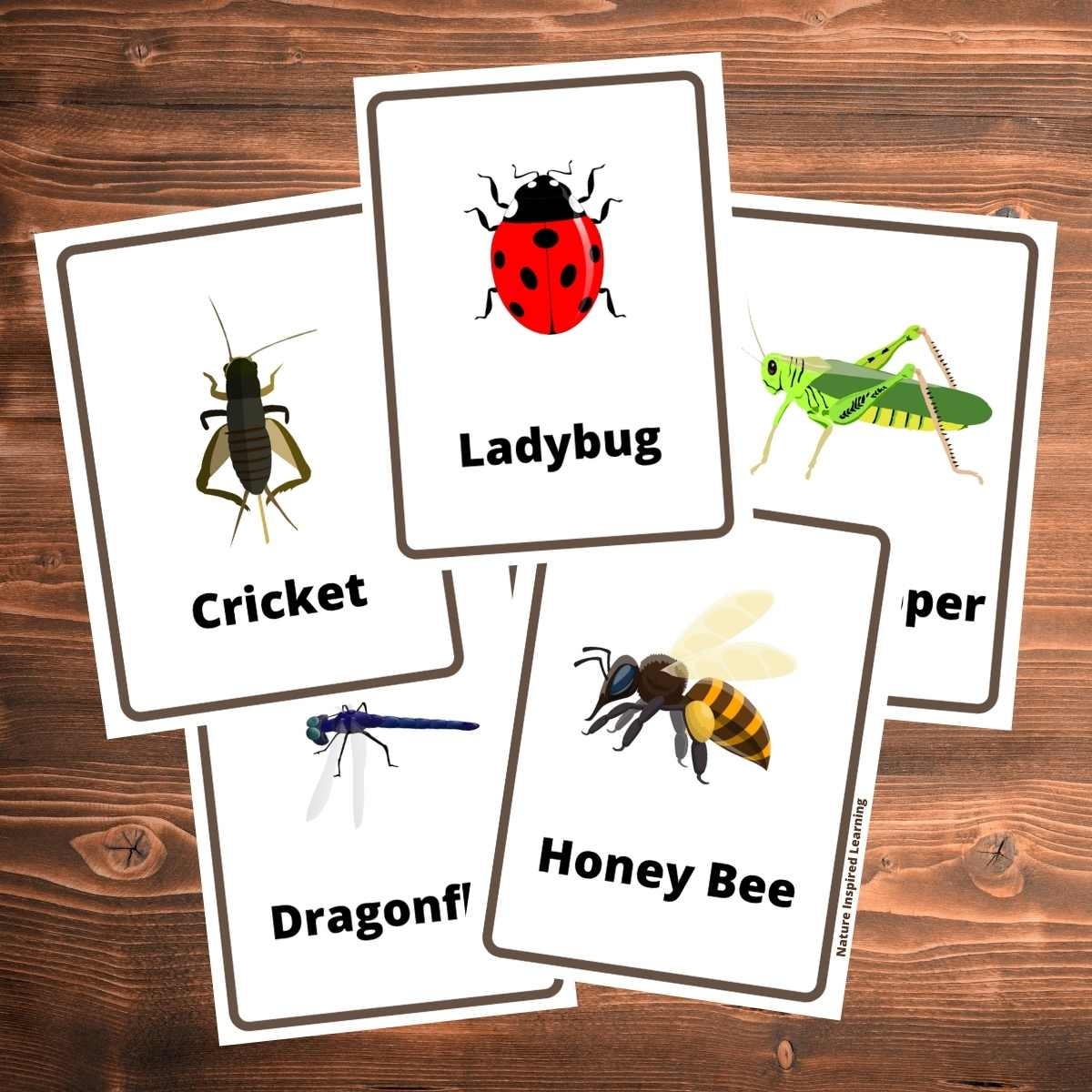 Printable Insects For Toddlers Blank