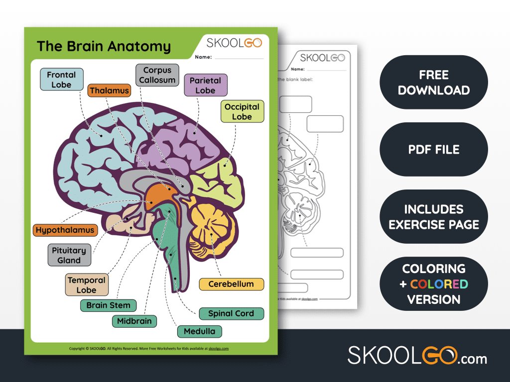 Free Printable Blank Brain Diagram
