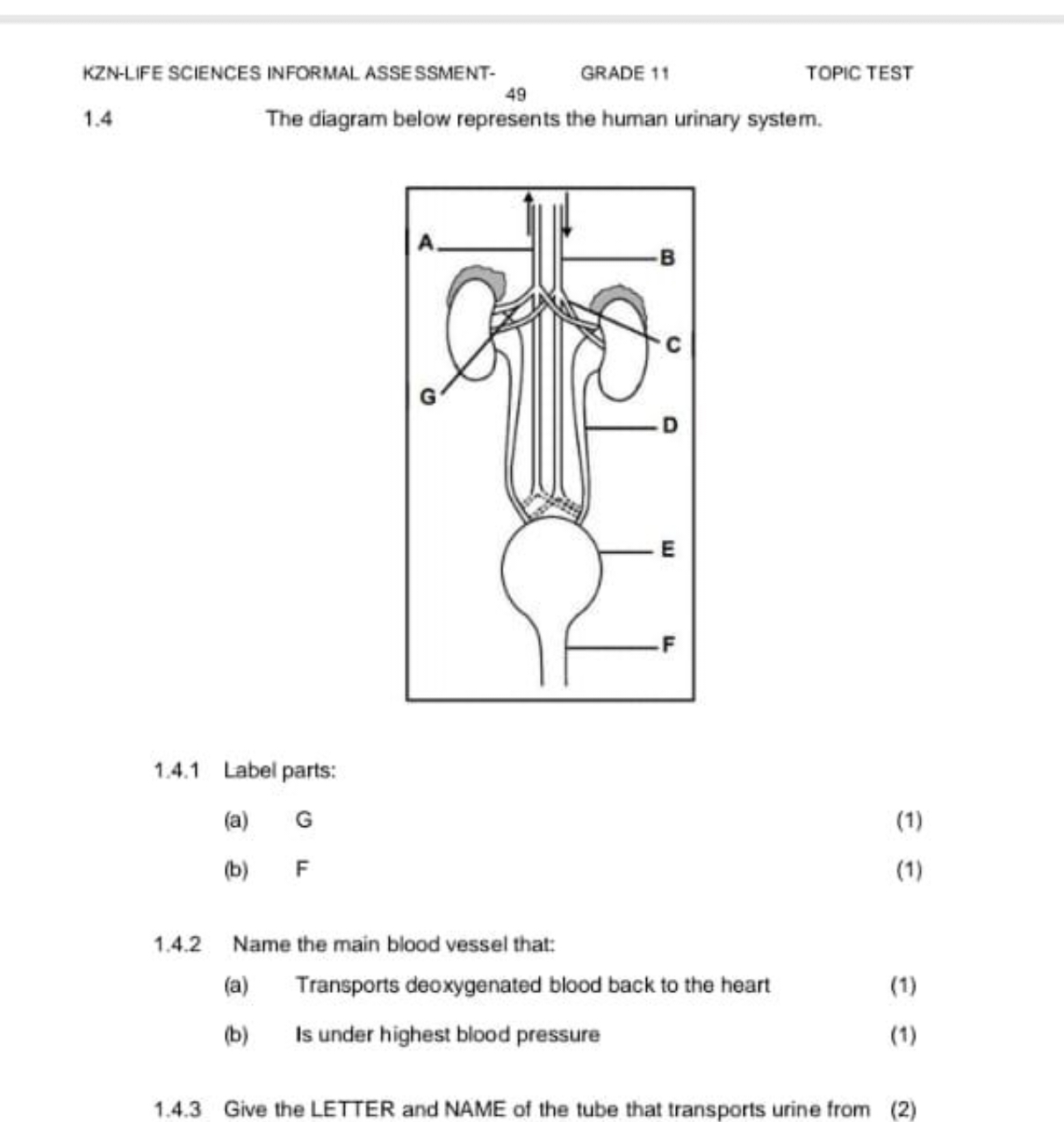 The Diagram Represents The Human Urinary System Label Parts A G 