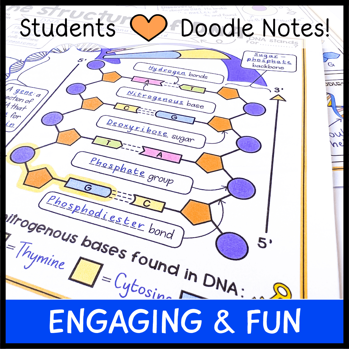 Blank Dna Nucleotide Printable