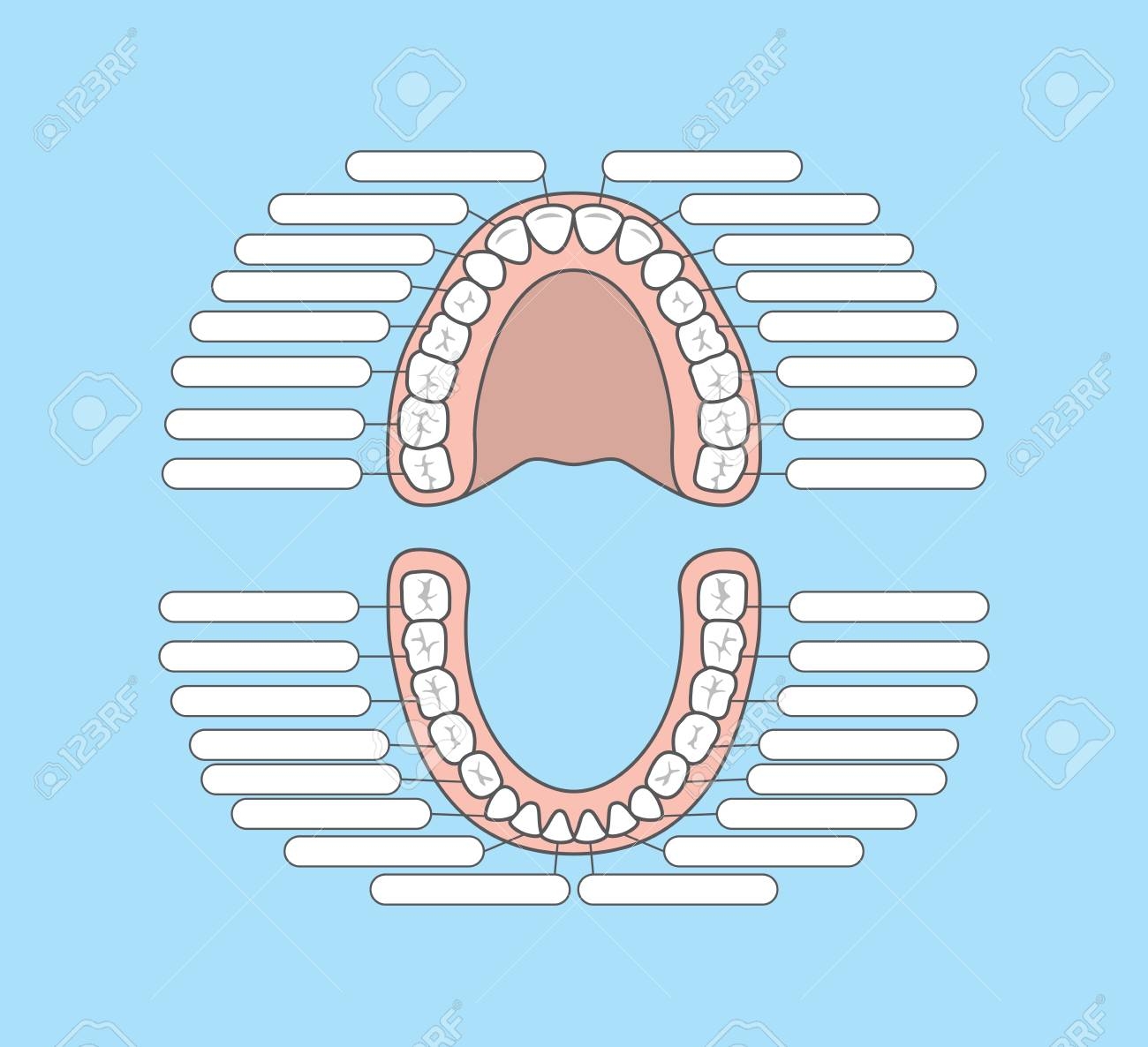 Tooth Chart Blank Illustration Vector On Blue Background Dental 