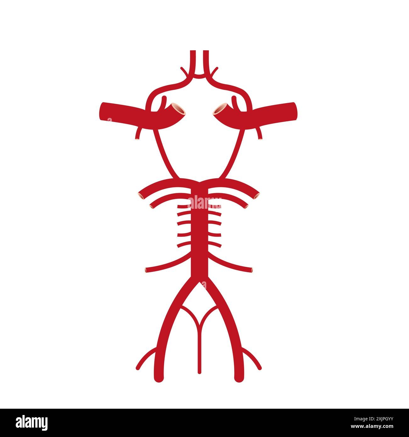 Printable Blank Circle Of Willis