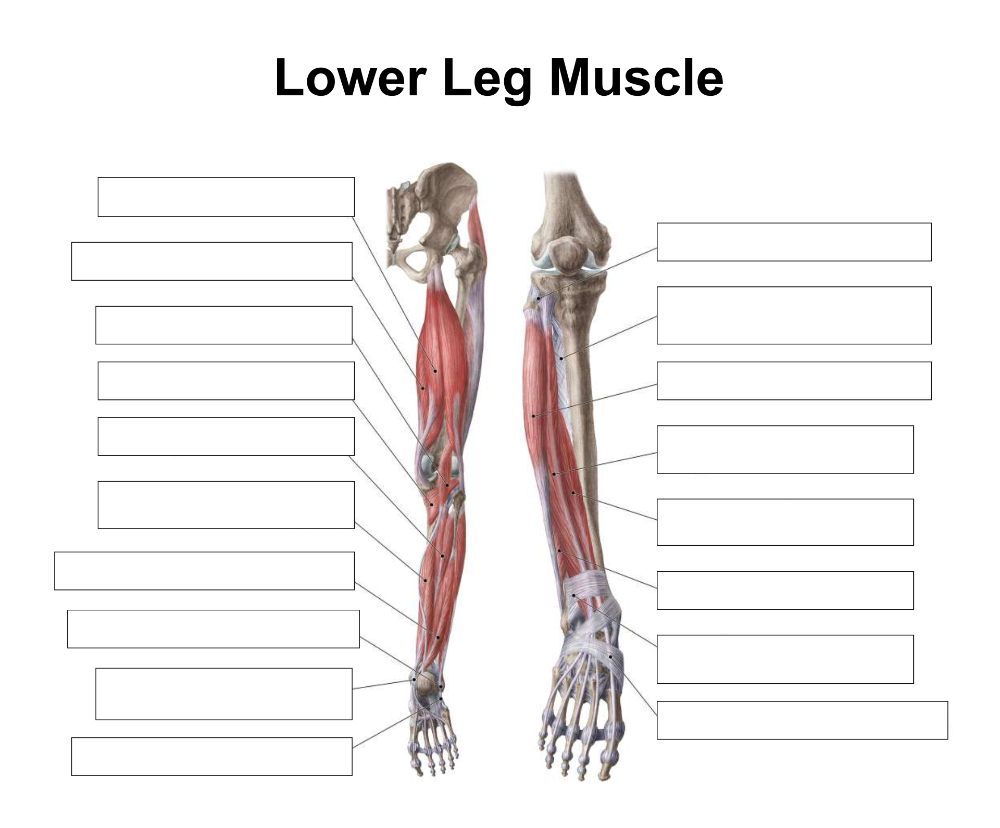Worksheets Muscle Anatomy 10 Free PDF Printables Printablee